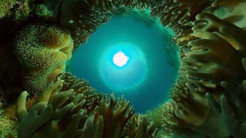 marine biology