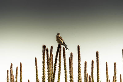 Low angle view of birds perching on plant against sky