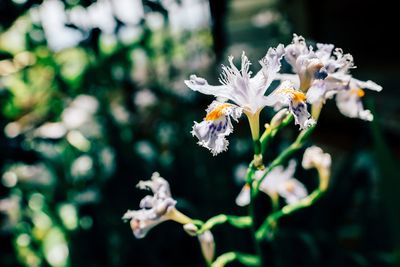 Close-up of fresh white flowers blooming outdoors