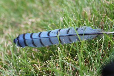 View of grassy field