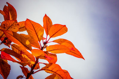 Low angle view of maple leaves against sky