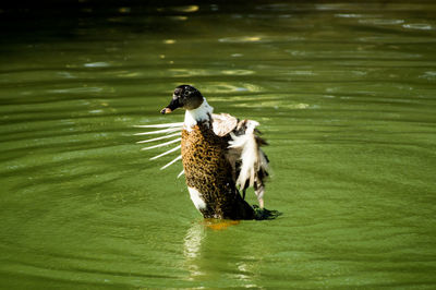 Female mallard duck wasting and grooming in lake wings outstretched