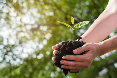 Close-up of hand holding plant