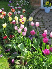 High angle view of flowers blooming in park