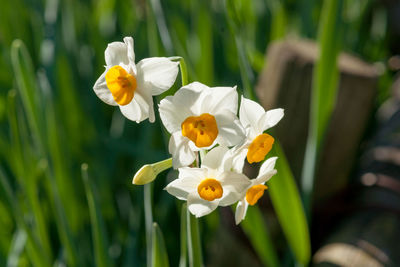 Close-up of white daffodil flowers on field