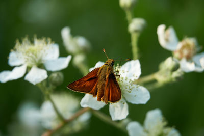 Close-up of butterfly pollinating on flower