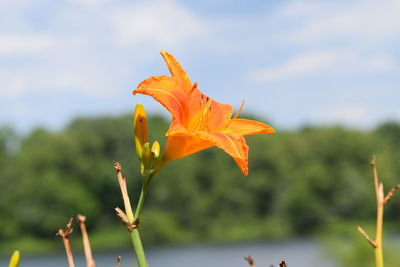 Close-up of orange flowering plant