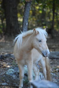 Horse in a forest