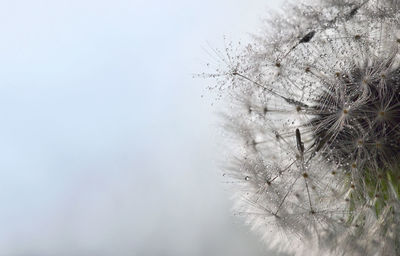 Low angle view of dandelion against sky