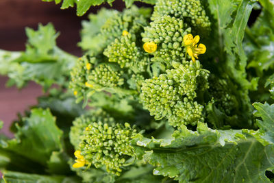 Close-up of fresh green leaves