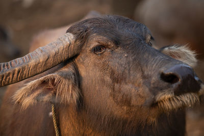 Close-up of a lion looking away