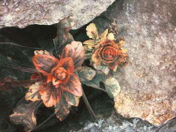 Close-up of flowers