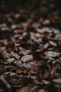 Close-up of dried leaves on field