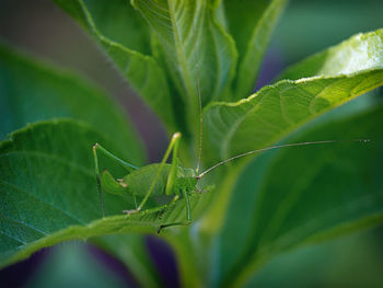 Close-up of insect on leaf