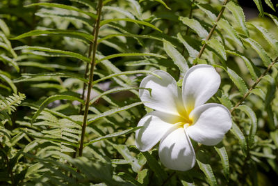 Close-up of white flowering plant