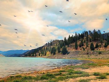 Birds flying over lake against sky