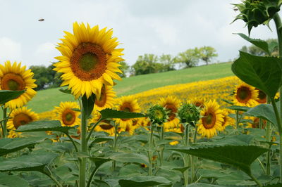 Sunflowers blooming on field against sky