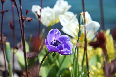 Close-up of purple flowering plants