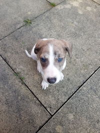 High angle portrait of dog sitting on footpath