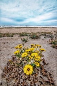 Scenic view of sunflower field against sky