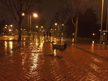 Illuminated street light at night