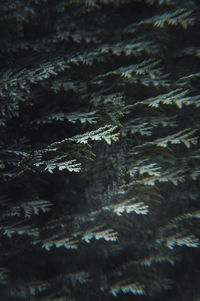 Full frame shot of pine tree during winter