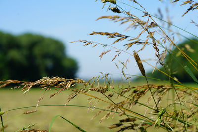 Close-up of stalks in field against sky