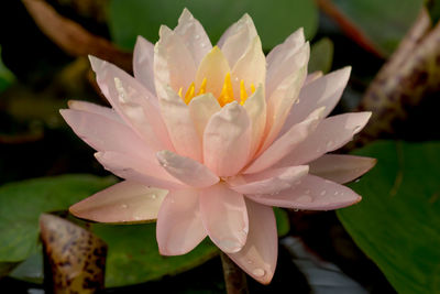 Close-up of lotus water lily in pond