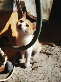 Close-up portrait of cat by camera