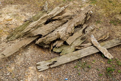 High angle view of tree stump