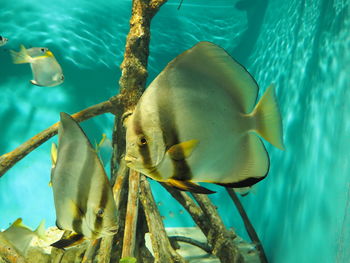 Fish swimming in sea