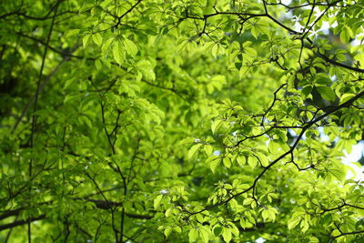 Full frame shot of tree leaves