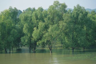 Scenic view of lake by trees in forest