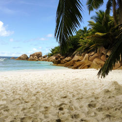 Palm trees on beach against sky