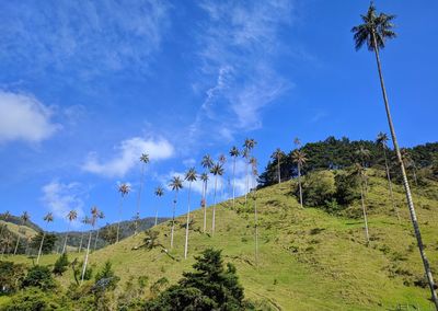 Low angle view of palm trees against blue sky