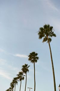 Low angle view of coconut palm trees against sky