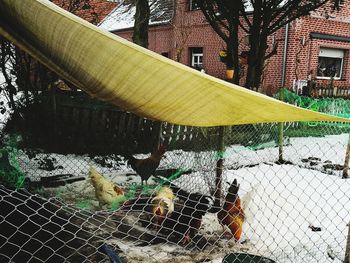 View of birds in cage