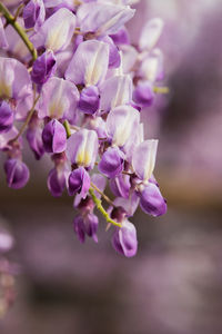 Close-up of purple flowers