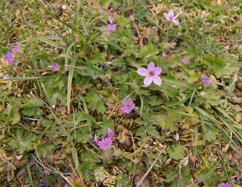 High angle view of purple flowers blooming on field