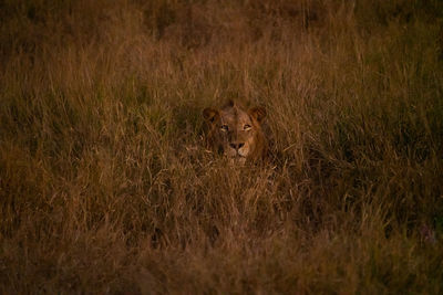 Lion concealed in the tall grass at sunset in kruger national park