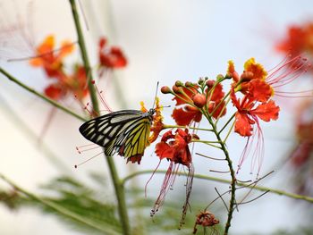 Close-up of butterfly perching on flower