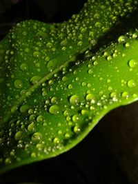 Close-up of leaves