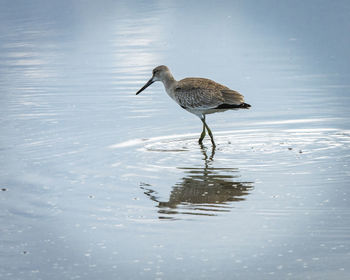 Side view of a bird in water