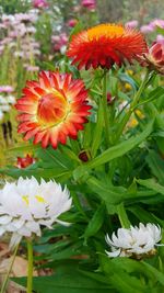 Close-up of flowers blooming in garden