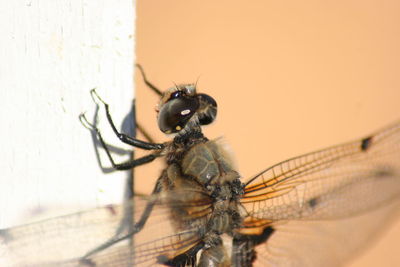 Macro shot of dragonfly on wall