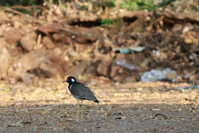 Close-up of bird perching on field
