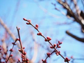 Low angle view of red flowering plant