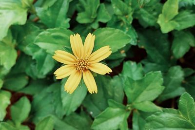 Close-up of yellow flower
