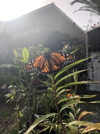 Close-up of butterfly pollinating on flower