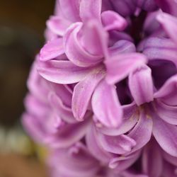 Close-up of pink flowers